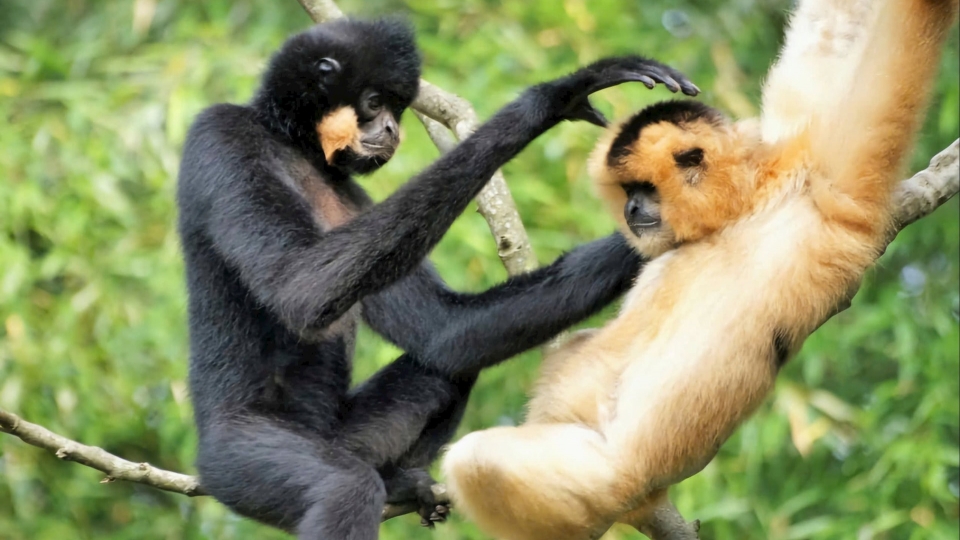Cat Tien National Park honored with four international ecotourism awards